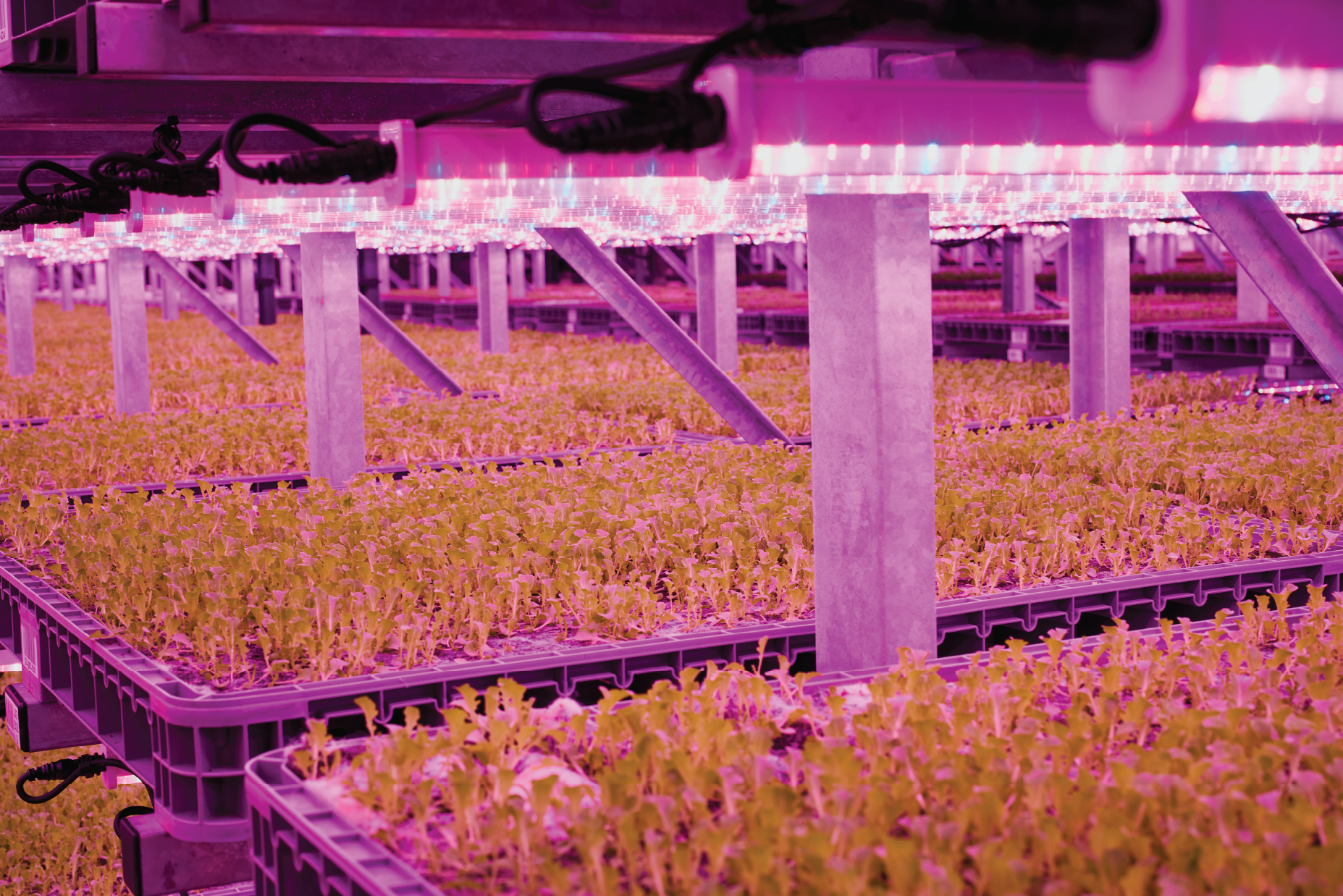 MBA - Vertical Farm Lydney - Projects 2